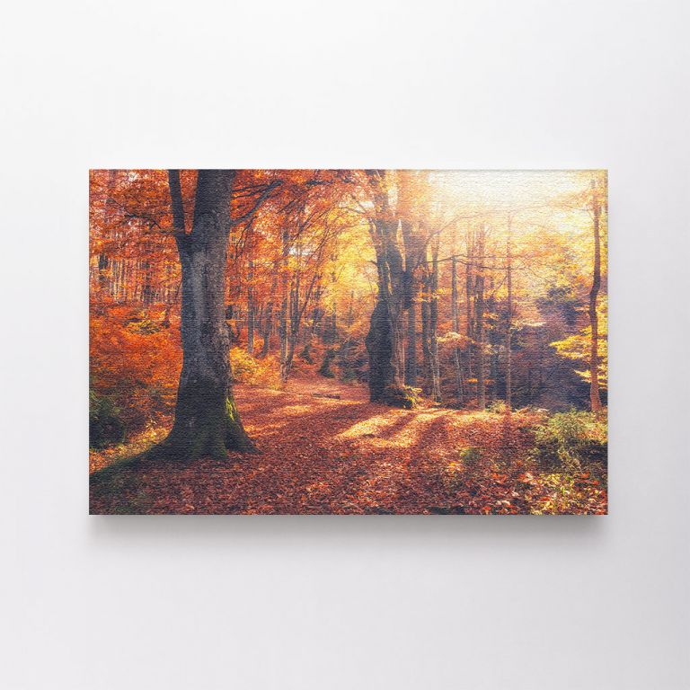 clean-landscape__canvas-01526-autumn-forest-nature-vivid-morning-colorful