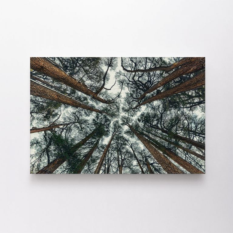 clean-landscape__canvas-01579-cedars-trees-forest-beautiful-natural-background