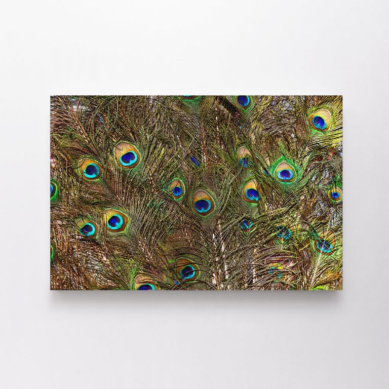 clean-landscape__canvas-03508-abstract-background-some-colorful-peacock-feathers