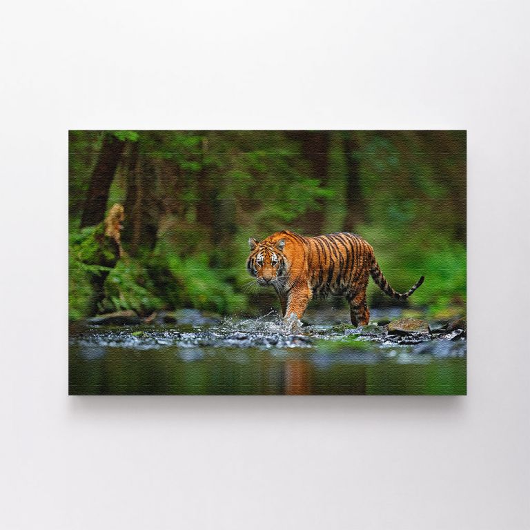 clean-landscape__canvas-03513-amur-tiger-walking-water-dangerous-animal