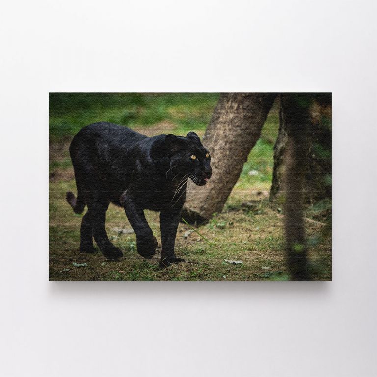 clean-landscape__canvas-03522-black-panther-forest