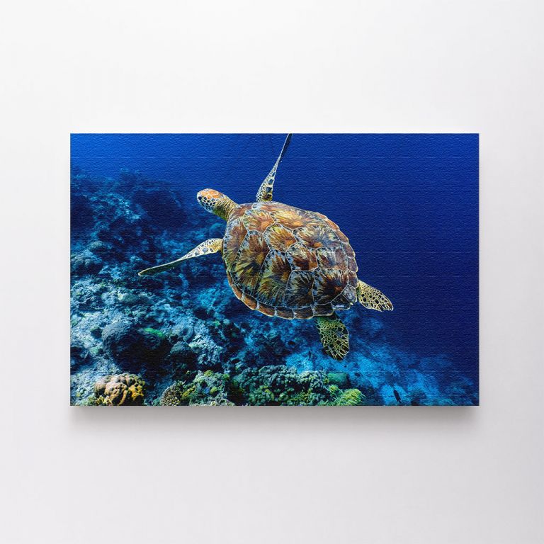 clean-landscape__canvas-03557-green-sea-turtle-swimming-above-coral