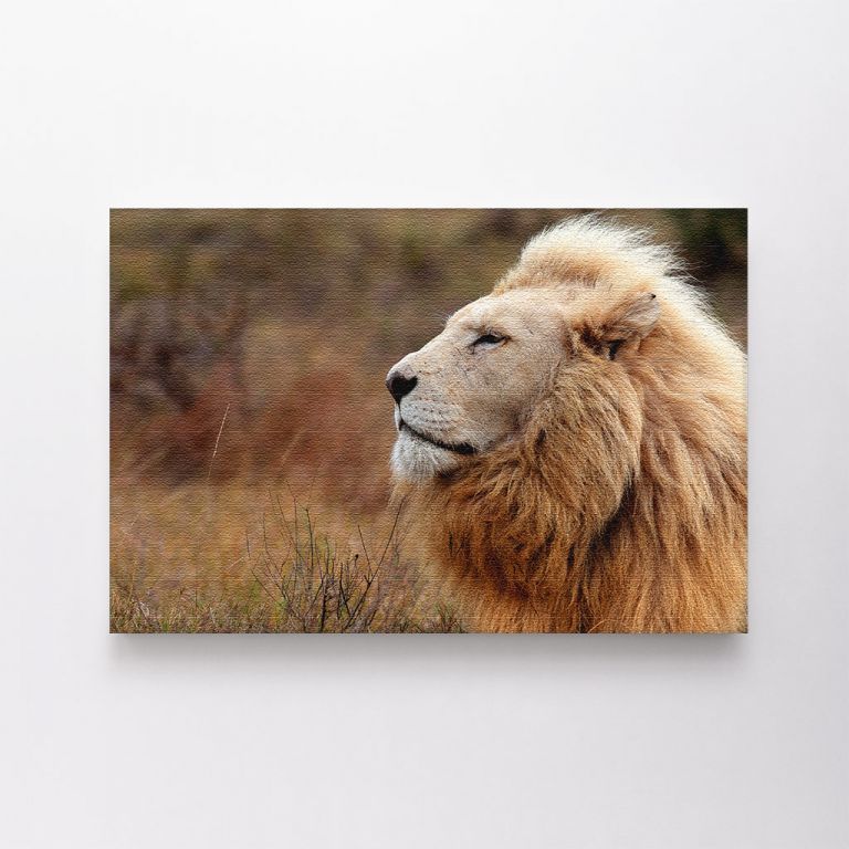 clean-landscape__canvas-03561-huge-male-white-lion-lying-down