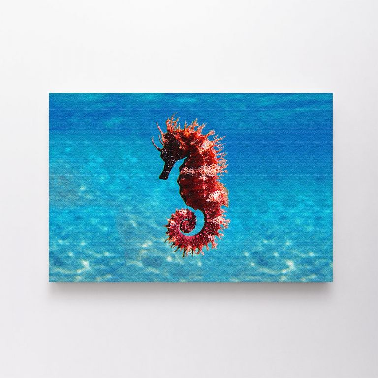 clean-landscape__canvas-03569-mediterranean-seahorse-hippocampus-guttulatus