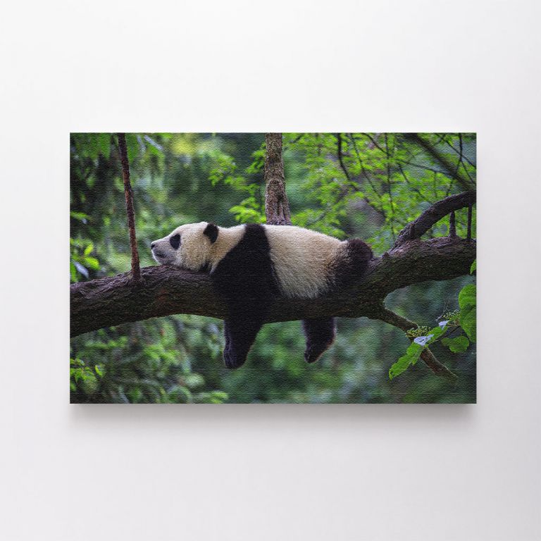 clean-landscape__canvas-03588-panda-bear-sleeping-on-tree-branch