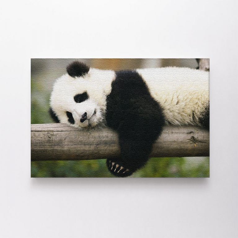 clean-landscape__canvas-03589-panda-sleeping-on-tree-trunk