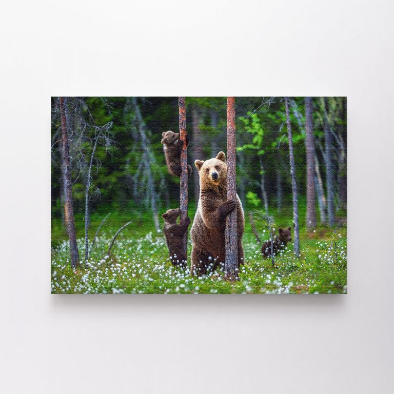 clean-landscape__canvas-03601-shebear-bear-cubs-summer-forest-on