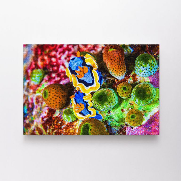 clean-landscape__canvas-03622-under-water-macro-life-view-creatures-1736125487