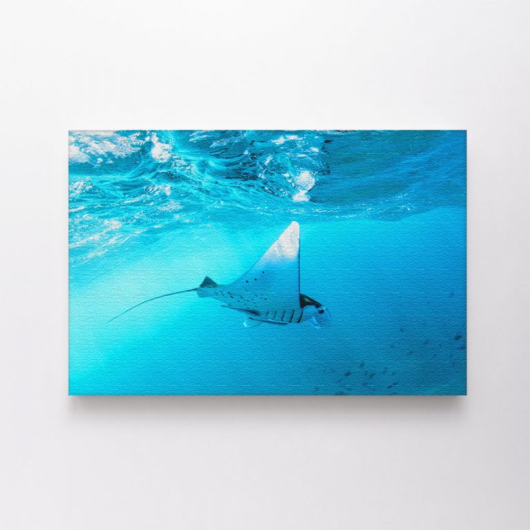 clean-landscape__canvas-03623-underwater-view-hovering-giant-oceanic-manta-740721976