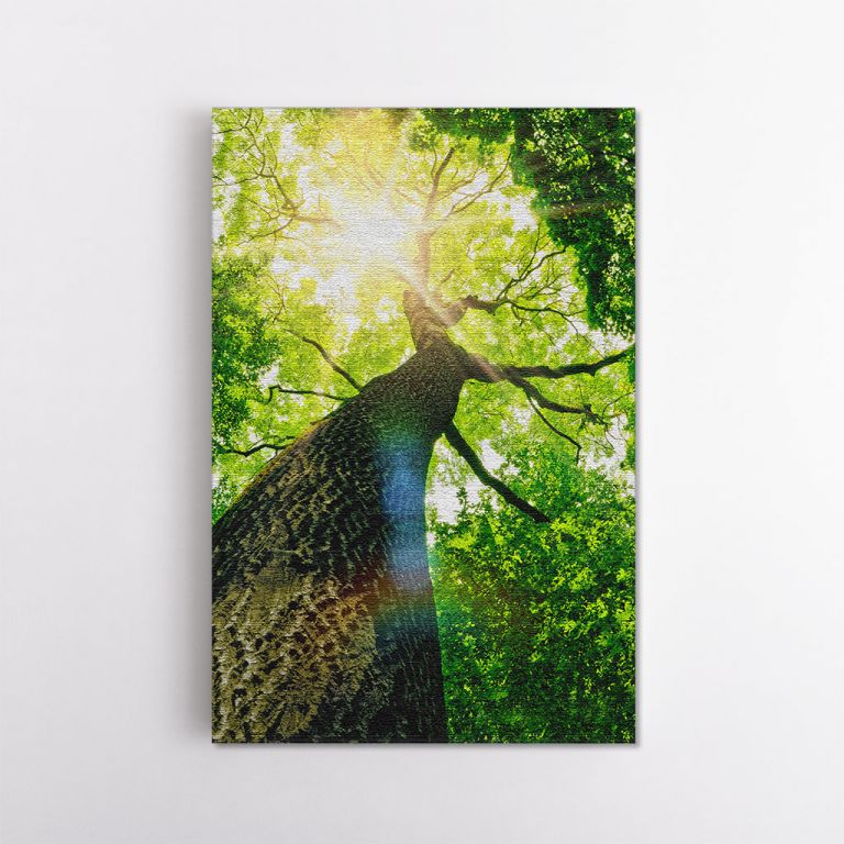 clean-portrait__canvas-11505-forest-trees-nature-green-wood-sunlight