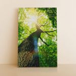 pinakas-se-kamva-kathetos-saloni-m2-11505-forest-trees-nature-green-wood-sunlight