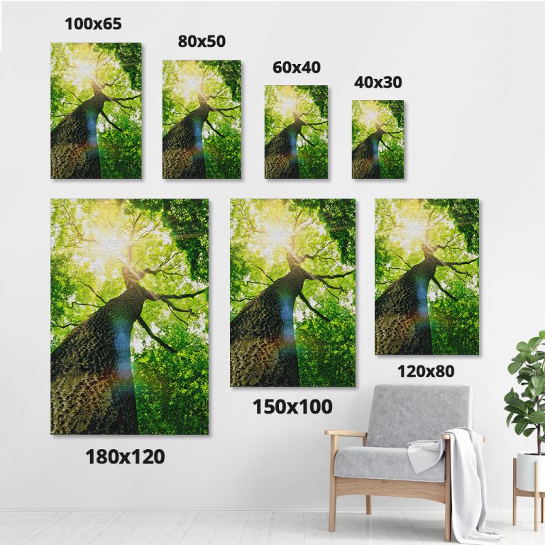 pinakas-se-kamva-kathetos-saloni-sizes-11505-forest-trees-nature-green-wood-sunlight