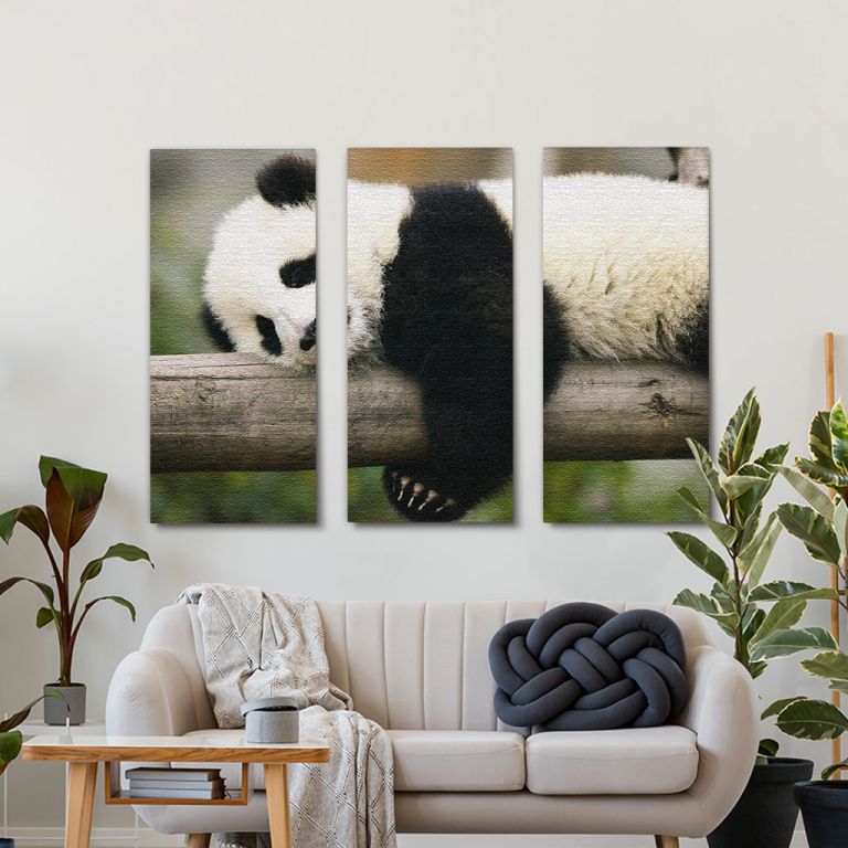 pinakas-se-kamva-orizontios-saloni-b–103589-panda-sleeping-on-tree-trunk